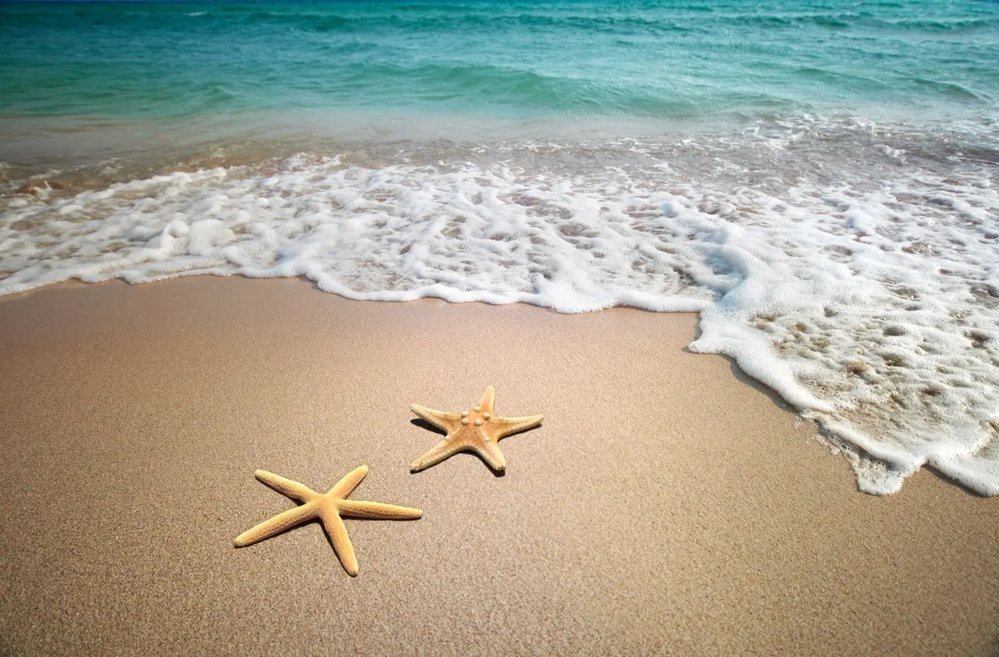 Starfish on a beach
